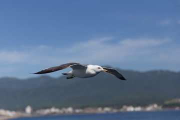 空を飛ぶうみねこ（1羽）