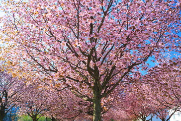 Beautiful Cherry blossom , pink sakura flower in Munic Germany