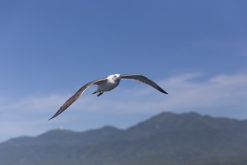 港の上空を飛ぶカモメ