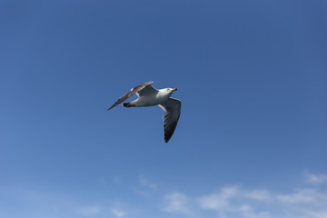 空を飛ぶうみねこ（1羽）