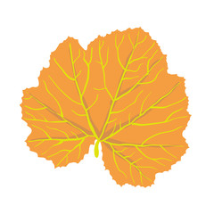 Autumn leaf of tree, vector illustration