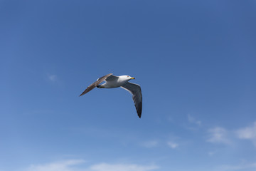 空を飛ぶカモメ（1羽）