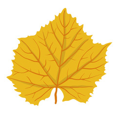 Autumn leaf of tree, vector illustration