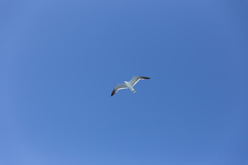 空を飛ぶカモメ（1羽）