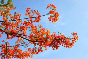 Spring Flower. The Flame Tree. (Delonix regia (Boj. ex Hook.))