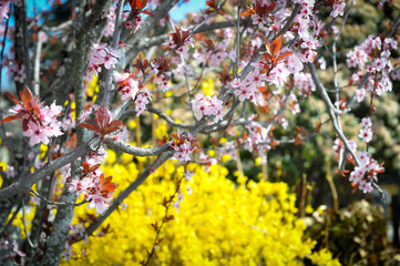 Flowers of Provence in spring