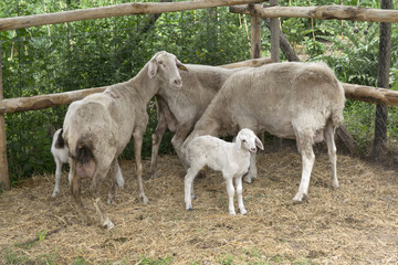 Obraz na płótnie Canvas milk lamb