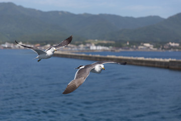 Fototapeta na wymiar 港の上空を飛ぶカモメ