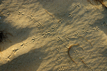 Fototapeta na wymiar Pigeon footprints on the sand.