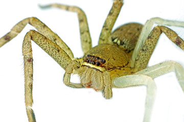 Brown spider on white background.