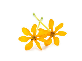 Fragrant yellow flowers of Gardenia carinata Wallich.