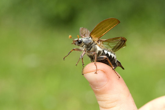 Maikaefer; Melolontha; Startend,