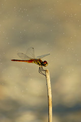 Dragonfly on the beach.