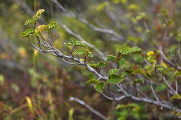 dwarf alder closeup