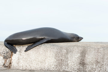 Cape fur seal