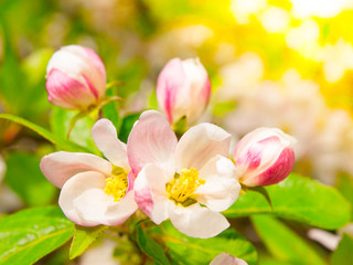 Fototapeta na wymiar Cherry blossoms and buds