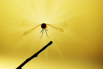 Dragonfly on the beach.