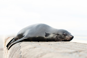 Obraz premium Cape fur seal