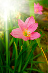 Rain lily garden fading into the background