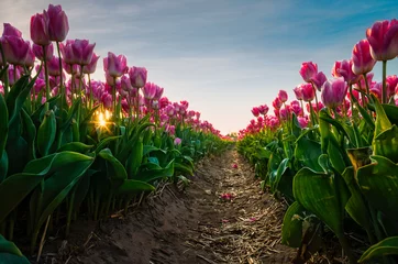 Papier Peint photo Lavable Tulipe Entre un champ de tulipes avec le soleil qui jette un coup d& 39 œil à travers les tulipes.