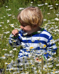Cute little boy smells a flower
