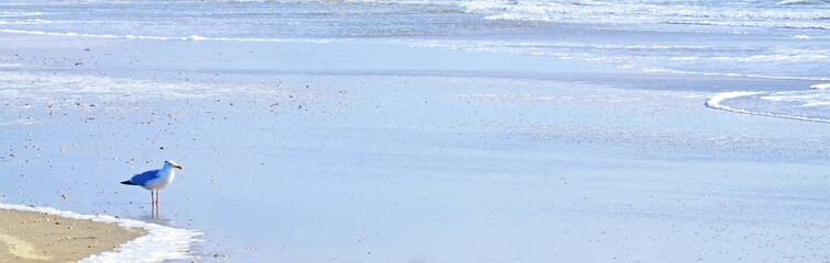 Möwe am Meer © pia-pictures