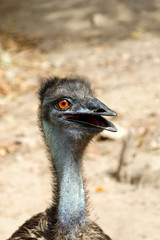 Close up of an emu (Dromaius novaehollandiae)