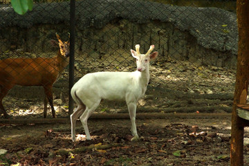 Albino muntjac deer.(Muntiacus Muntjak)
