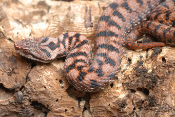 serpent