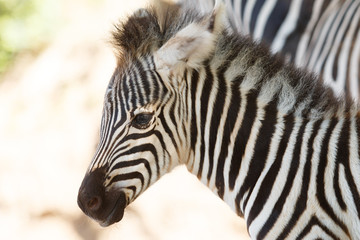 Fototapeta na wymiar Breeding zebra