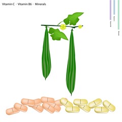 Ridged Gorud with Vitamin C and B6 - obrazy, fototapety, plakaty