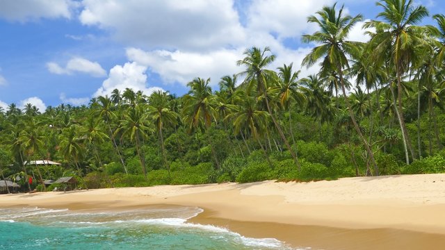 beautiful landscape with sea waves on tropical beach and coconut palms 4k
