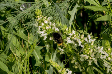 Bumblebee working on a meadow. There are many colors of nectar.
