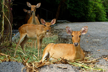 Eld's Deer - Brown antlered Deer. (Cervus eldii)