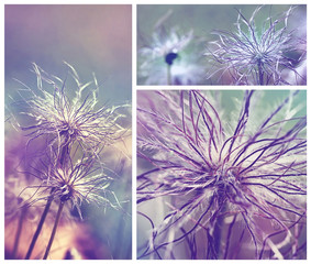 Pulsatilla vulgaris (pasque flower, pasqueflower) seedhead in garden. Toned with color filters