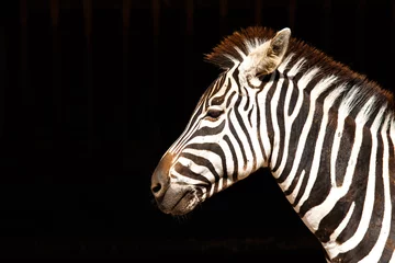 Fototapete Rund Zebra with black background © Rojo