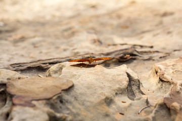 Butterflies in the wild