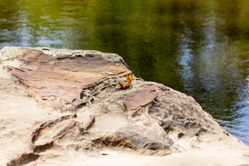 Butterflies in the wild