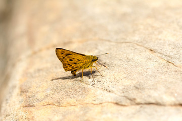 Butterflies in the wild