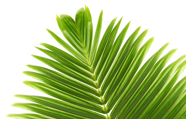 feuille de palmier bouteille sur fond blanc 