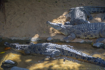 Alligator in wtaer
