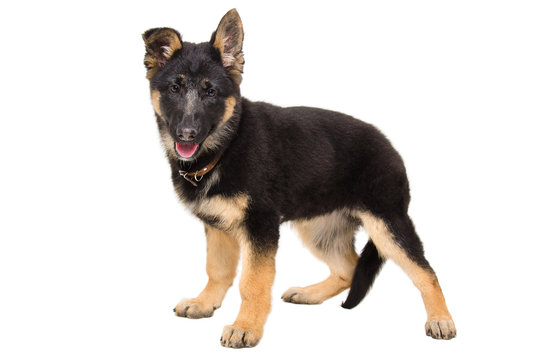 Portrait of a cute puppy German Shepherd standing in full length