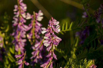 Flowers in the morning light.
