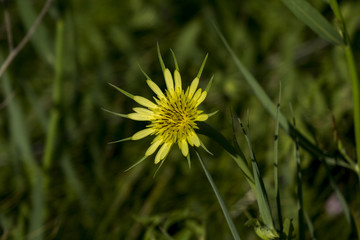 Flowers in the morning light.
