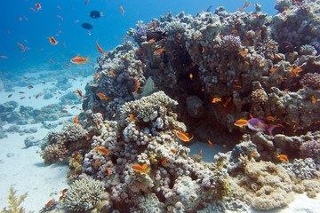 Naklejka na ściany i meble colorful coral reef at the bottom of tropical sea, underwater
