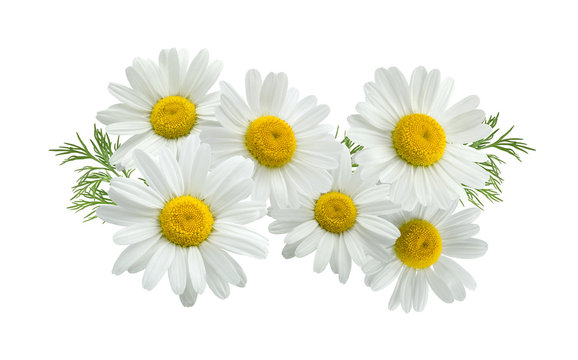Camomile group long isolated on white