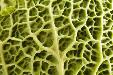 single leaf of young green cabbage isolated on white background close up