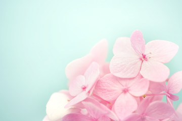 sweet color hydrangeas in soft and blur style for background
