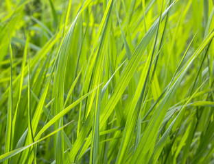 grass, plants