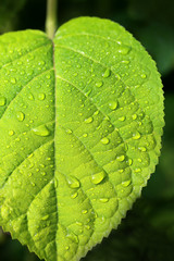 Beautiful large green leaves